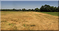 Farmland near Wylye