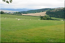 SO2789 : Sheep by the Kerry Ridgeway by Bill Boaden