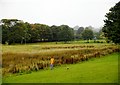 Mains Estate Park