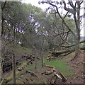 SN7277 : Fallen trees above Rhiwfron halt by Rudi Winter