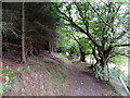 Woodland footpath