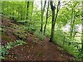 Woodland path on Alderley Edge