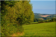 SX8096 : Mid Devon : Grassy Field by Lewis Clarke