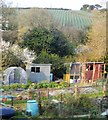 Allotments by the Maritime Line