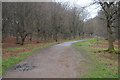 TQ4399 : Centenary Walk, Epping Forest by N Chadwick