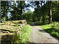 NY1221 : Logging in Holme Wood by Marathon
