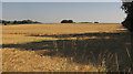 Barley beside Homington Road