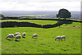 Grazing sheep south of Holcombe Hill