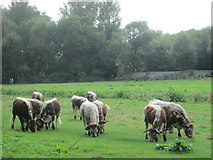 TL4457 : Cows on Coe Fen, Cambridge by Peter S