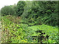 The River Colne on Stanwell Moor