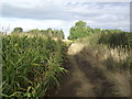 Footpath from Fleckney to Kilby