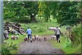 NT1950 : Herding pigs, Whitmuir organic farm (2) by Jim Barton