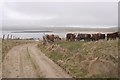 ND4690 : Cattle, Kirkhouse by Richard Webb