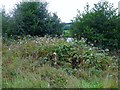 Himalayan balsam by the River Clyde