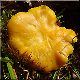 NJ0628 : Fungus by Anne Burgess