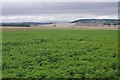 An Angus potato crop