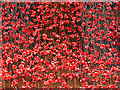 SJ8097 : A Sea of Ceramic Poppies by David Dixon