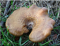 NJ1434 : Fungus by Anne Burgess