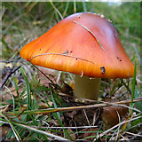 NJ1436 : Fungus by Anne Burgess