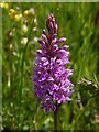 Common Spotted-orchid