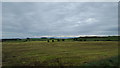 Farmland at Stockmoss