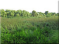 Field and woodland south of the Colnbrook By-pass