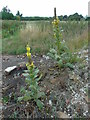 Great mullein on the farm