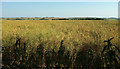 SU0828 : Oilseed rape by Hare Warren by Derek Harper