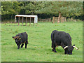 NT9352 : Cattle in the grounds of Paxton House (close-up) by Stephen Craven