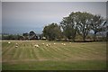 NN8613 : Sheep grazing at Hillhead by Alan Reid