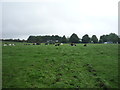 Grazing near Siddal Moor Farm