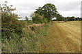 Field hedge near Shalstone