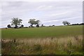 Winter cereals, Old Swarland