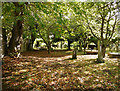 Trees in Chapel Yard Cemetery