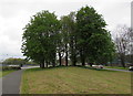 Trees recently in leaf in Cwmbran