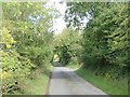 Tree arch on Aughanduff Road