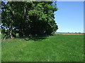 Grassland and hedgerow, Lynesack