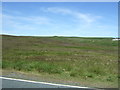 Moorland, Langleydale Common