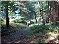 Llwybr Coedog / Wooded Path