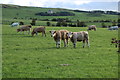 Cattle near Fisherton