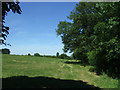 Grazing and hedgerow, Burnt Houses 