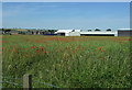NZ1825 : Poppies in crop field, West Auckland by JThomas