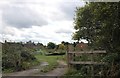 Allotments by Tape Lane, Hurst