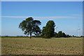 Trees at Goole Fields