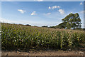 SD4341 : Crops at White Hall Farm by Ian Greig