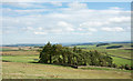 NY8069 : Coniferous plantation on slope below Hadrian's Wall by Trevor Littlewood