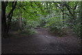TQ3993 : Centenary Walk, Hatch Forest by N Chadwick