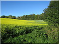 Autumn Rape field, Riccards Lane