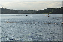 TQ3328 : Openwater swimmers, Ardingly Reservoir by N Chadwick