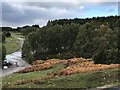 Roads and trees